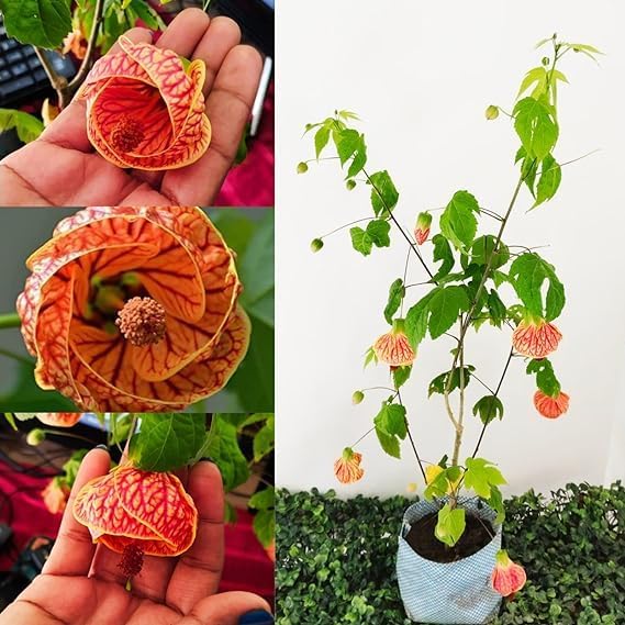 PRODHAN COLLECTION Lantern Joba Plant 